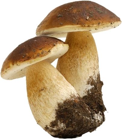 CEPS SENCER MITJA EXTRA CONG.5KG